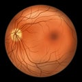 Normal eye retina, scientific illustration