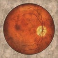 Normal eye retina, vintage-style illustration