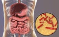 Normal flora of large intestine, bacteria Bidifobacterium