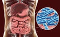 Normal flora of small intestine, bacteria Lactobacillus