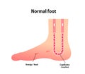 Normal foot blood circulation illustration