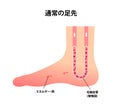 Normal foot blood circulation illustration / Japanese