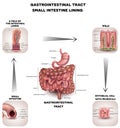 Normal Gastrointestinal tract