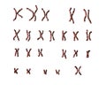 Normal human female karyotype Royalty Free Stock Photo