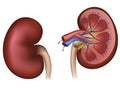 Normal human kidney and cross section Royalty Free Stock Photo