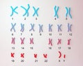 Normal human male karyotype Royalty Free Stock Photo