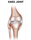 Normal knee joint anatomy