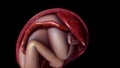 Normal labor and vaginal birth