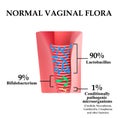 Normal microflora of the vagina. The ratio of lactobacilli, bifidobacteria and conditionally pathogenic bacteria.