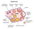 Normal Ovary Royalty Free Stock Photo