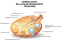 Normal ovary, follicular development and ovulation Royalty Free Stock Photo