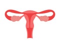 Normal ovary, healthy uterus womb of woman. Female reproductive system. Female internal organ. Vector illustration