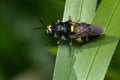 Normal Soldier Fly - Stratiomys norma