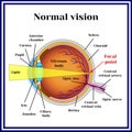 Normal vision. Eyeball structure. Medicine. Royalty Free Stock Photo