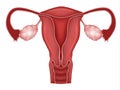 Normal womb and ovaries illustration