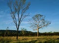 Eucalyptus trees rise from the spinifex grasslands