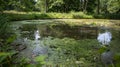 The normally serene pond is now overrun with algae and mosquitoes as the declining water levels make it a ground for Royalty Free Stock Photo