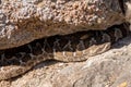 Western Rattlesnake of the Dry Interior of British Columbia