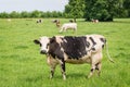 Norman black and white cows grazing on grassy green field with trees on a bright sunny day in Normandy, France. Summer countryside Royalty Free Stock Photo