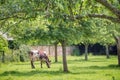 Norman cow grazing on grassy green field with apple trees on a bright sunny day in Normandy, France. Summer countryside landscape Royalty Free Stock Photo