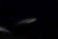 Norman lampeye, Poropanchax normani, a small ornamental fish form Africa