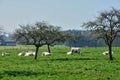 Normandie, cows in meadow in Soligny la Trappe