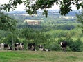 Normandie, vaches et pommiers