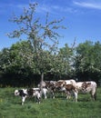 NORMANDY CATTLE, COWS WITH CALF UNDER APPLE TREE, NORMANDY Royalty Free Stock Photo