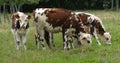 Normandy Cattle, Cows in Meadow, Normandy Royalty Free Stock Photo