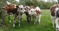 Normandy Cattle, Cows in Meadow, Normandy Royalty Free Stock Photo