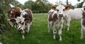 Normandy Cattle, Cows in Meadow, Normandy Royalty Free Stock Photo