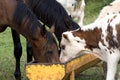 NORMANDY CATTLE WITH FRENCH TROTTER HORSES, HERD EATING, NORMANDY