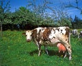Normandy Cow, Domestic Cattle under Apple Trees, Normandy Royalty Free Stock Photo