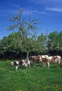 Normandy Cow, Domestic Cattle under Apple Trees, Normandy Royalty Free Stock Photo