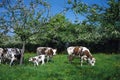 Normandy Cow, Domestic Cattle under Apple Trees, Normandy Royalty Free Stock Photo