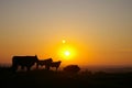 Normandy Cows