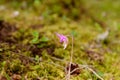 Norna or fairy slipper Calypso bulbosa an orchid from High Coast Area Vasternorrland