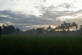 Norning view over the rice field