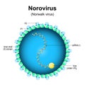 Norovirus structure. Close-up of a Virion anatomy