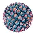 Norovirus Virus Isolated