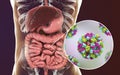 Noroviruses in human intestine