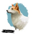 Norrbottenspets dog purebred with long ears, digital art isolated. Portrait of mammal domestic animal of spitz type Royalty Free Stock Photo