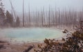 Norris Geyser Basin of Yellowstone National Park in a Snowstorm Royalty Free Stock Photo