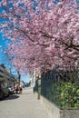 Cherry blossom in Norrkoping, Sweden