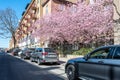 Cherry blossom in Norrkoping, Sweden