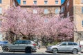 Cherry blossom in Norrkoping, Sweden