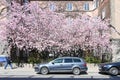 Cherry blossom during spring in Sweden