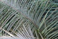 Norstog`s horncone cycad plant