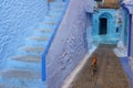 Morocco. Chefchaouen. A dog walking in a blue street of the medina