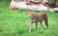 North African cheetah, aka African cheetah Acinonyx jubatus soemmeringii